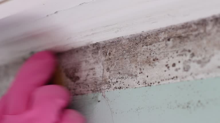 Reliable Sinton, TX Mold Removal Solutions